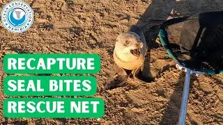 Recapture Seal Bites Rescue Net