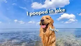  Dogs Playing at the Beach | Cutest Dog Beach Day 🐶🌊