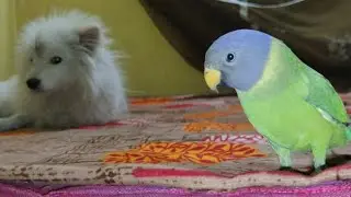 Indian Plum Headed Parakeet Talking Video 🥰