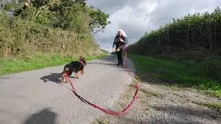 34) RECALL FOR DOGS  STAGES 1 & 2 Teaching puppy Primrose to come using the 