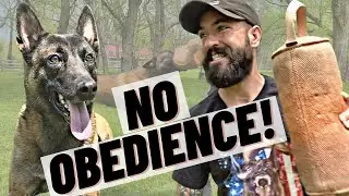 Advanced Tug Play w/ ZERO Obedience! 5 MINUTES w/ My Belgian Malinois!