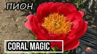 Ранний коралловый пион CORAL MAGIC / Сад Ворошиловой