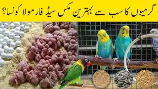Summer season seedmix for budgies, lovebirds & cocktail | May to August seedmix formula | Seedmix