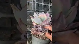 Succulent Care leaf clean-up #asmr