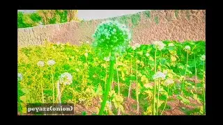 A vegetable farm in our village / amazing scene / Hassan Raza
