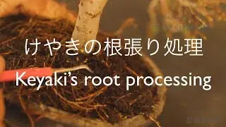 けやきの根張り処理