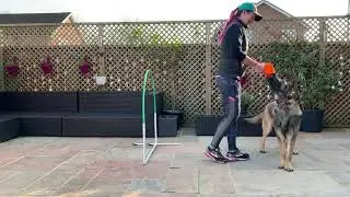 Hoopers training teaching a wait and a go using a toy.