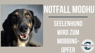 Notfall Modhu - Seelenhund braucht Hilfe