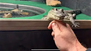 Keeping a Crocodile as a PET (Facts and info on Morelet's Crocs)