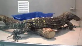 Варан крокодиловый. Varanus salvadorii.
