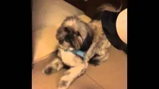 Shih tzu in stress