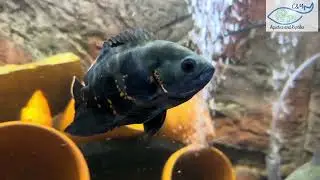 Circle of Life in the &lsquo;Big Fish&rsquo; Tank 🐟💀 One Bite, Gone!