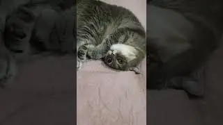 это как?) #котики #кошки #cat #scottish #fun #love #любовь #cats