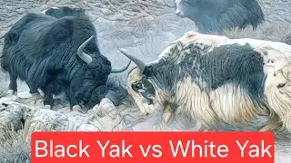 TIBETAN WILD YAKS BATTLE 