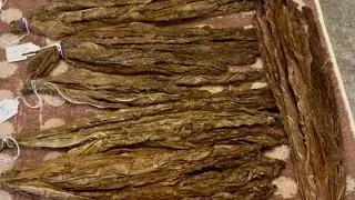 My Tobacco Fermentation Process 