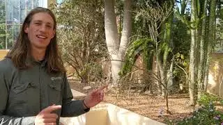 BGANZ #plantchallenge with Botanic Gardens and State Herbarium Horticultural Trainee, Tom Burke
