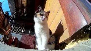 Adorable rural cat  (Funny Cute Cat Videos)