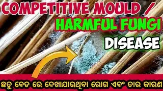 ଛତୁ ରୋଗ /Mushroom disease / Harmful fungus /Competitive mould / Straw mushroom /mushroom
