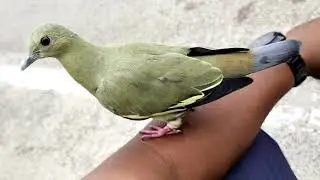 punai daun jinak free fly hand feed