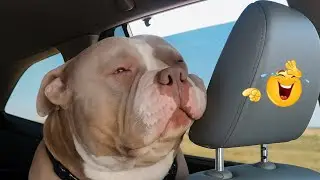 Hilarious Dogs That Will Make You Laugh Instantly 😂🐶 Funny Dog Video 2026