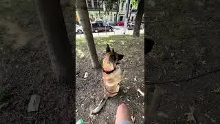 The Malinois in Action; Quick Command & Fetch Challenge!