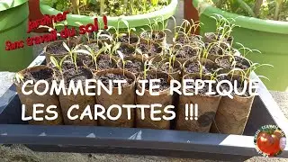 Comment je repique les carottes !