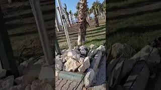 Еще одна утренняя прогулка к морю. Отличный денек ожидается))) Томюк/Мерсин