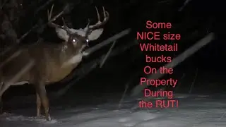 Trail Camera Highlights: some NICE size bucks during the rut.