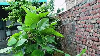 Green 🍏 day@ sc ji chandelia