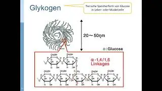 CH8 Biochemie: Kohlenhydrate Video 3: Polysaccharide (Stärke, Cellulose)