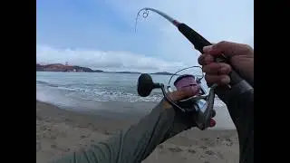Monster Striper... Or So I Thought! Fishing Crissy Field near the Golden Gate
