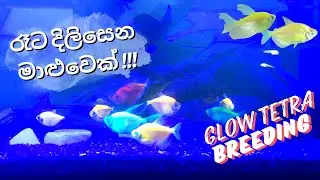 Glow Tetra Fish Breeding-ග්ලෝ ටෙට්&zwj;රා බෝ කරමු-English Sub