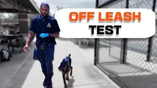 Can This Doberman Puppy Handle Off Leash At A Baseball Game?! (5months old) Let’s see👀