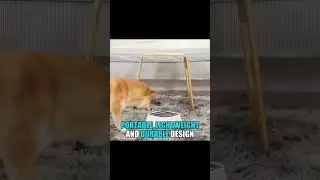 The Never Ever Spill Bowl - Buy and Save at Pawtopia