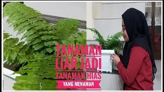 PAKIS HIAS YANG LAGI VIRAL || TANAMAN LIAR PAKIS KELABANG