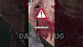🌳 Почему эти деревья кровоточат! 🩸#деревья