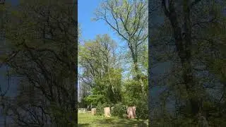 A Peaceful Day at Neroberg 🌿 | Wiesbaden Travel Vlog