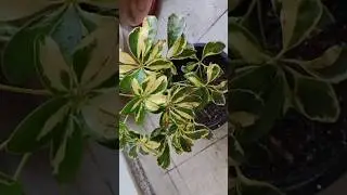 Schefflera plant Repotting in Rainy season #schefflera #plant #repotting #Soil #youtubeshorts