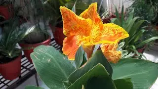 How to Grow and Care Canna Lily Plant || Keli / Canna Lily || Fun Gardening