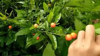 Solanum pseudocapsicum | False Capsicum | Buah Pentol / Ceplukan