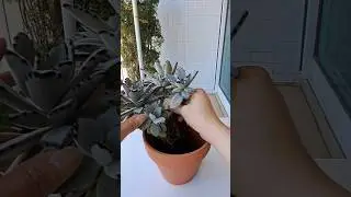 多肉植物換盆 succulent🌱 種植多肉經驗分享｜Succulent Growing Tips 褐斑伽藍（Kalanchoe tomentosa）月兔耳、兔耳草#tips #chill