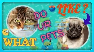 Pet Food Stores Near Me Open Now   Open A Pet Store Honest Video