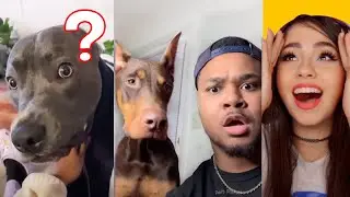 The Funniest Pets on TikTok 🤣
