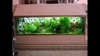 Akvarijum-formiranje