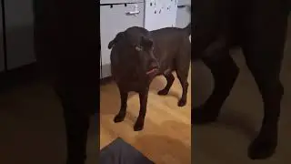 Sissi our Labrador #labrador #dog #Shorts #funny #cat #cute #art #dad #animals #hunddk