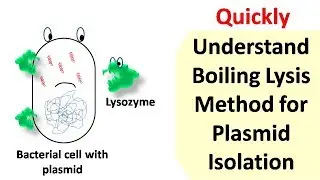 Boiling lysis method for plasmid isolation