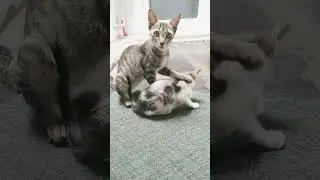 cat forcing to sleep 🤣🤣🤣