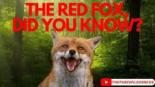 The Red Fox Incredibly Interesting Facts! HD