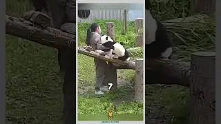 ഏറ്റവും മണ്ടന്മാരായ ജീവി 😲😆#panda #animals #facts #funny