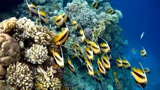 Red sea bannerfish (Heniochus intermedius) school, Красноморская кабуба стая